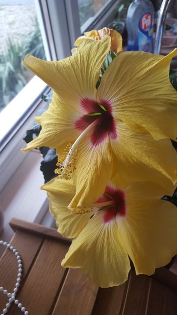  - Hibiscus Adonicus Yellow