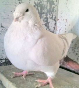 110476137_LGHIOWE - - A - CRESCATOR POLIVALENT