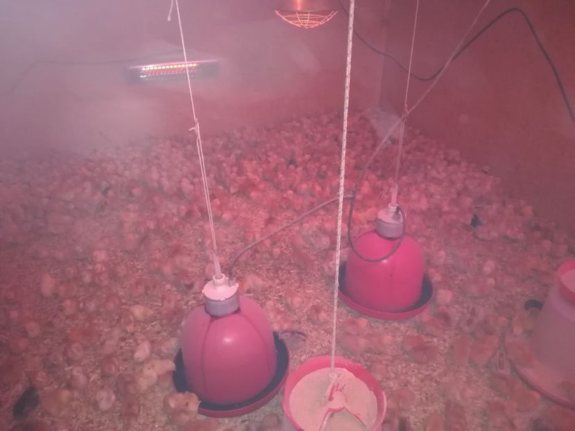  - pui de gaina 15 martie 2018