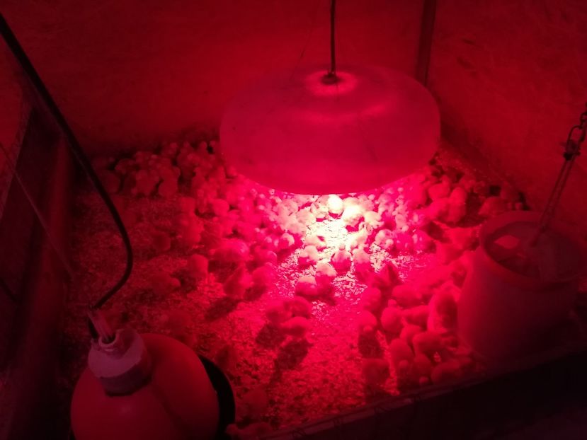  - pui de gaina 15 martie 2018