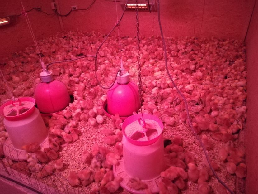  - pui de gaina 15 martie 2018