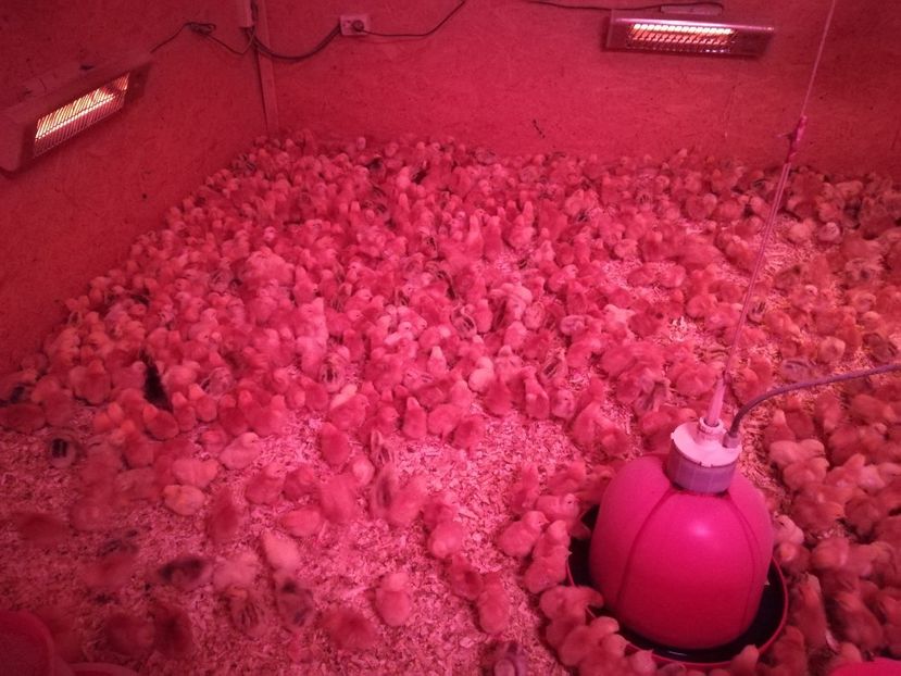  - pui de gaina 15 martie 2018