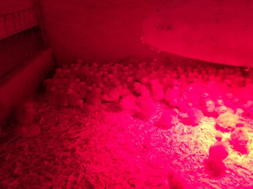  - pui de gaina 15 martie 2018