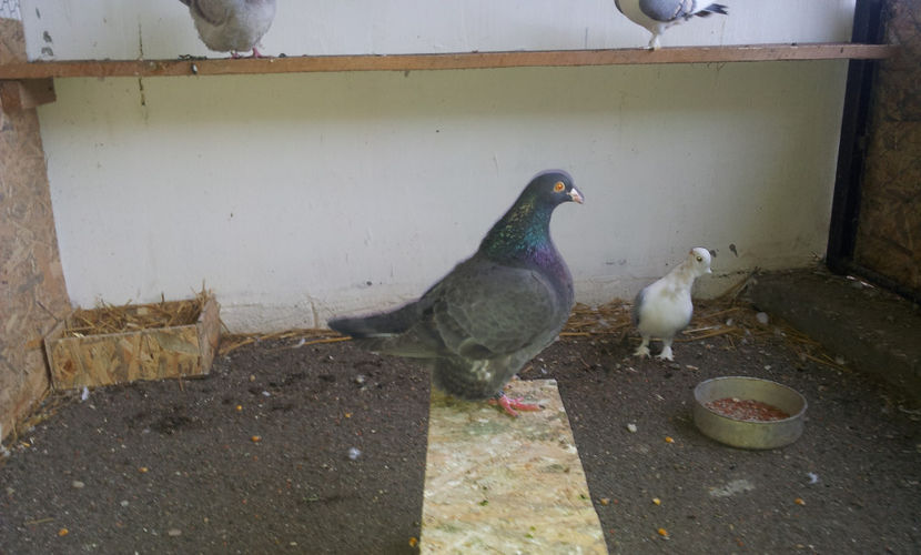 F   2016 - 17438EE-H10  . - 02 TEXANI