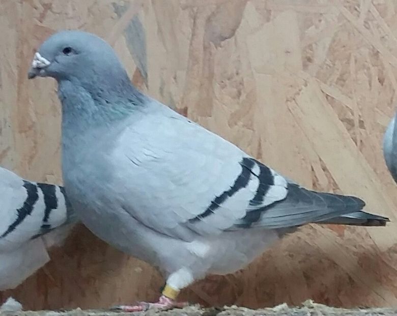 Secera 2016 - 2017 Albastri