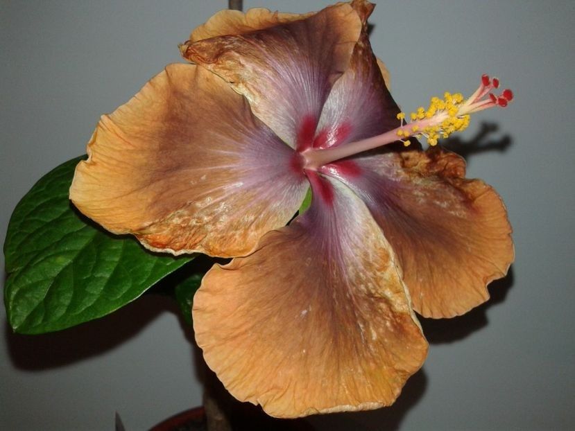  - Hibiscus Tahitian Sophistication