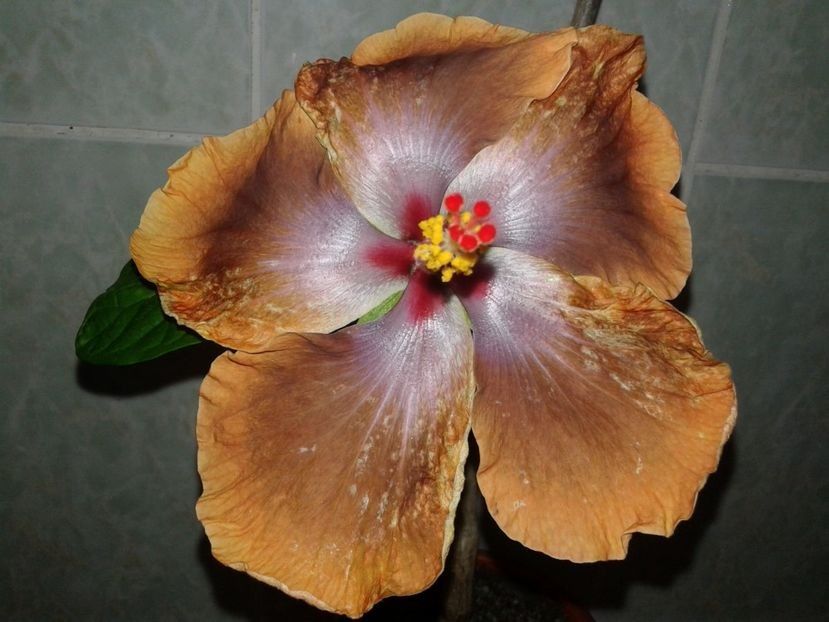  - Hibiscus Tahitian Sophistication