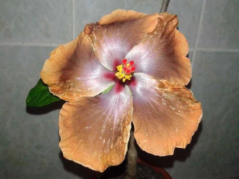  - Hibiscus Tahitian Sophistication