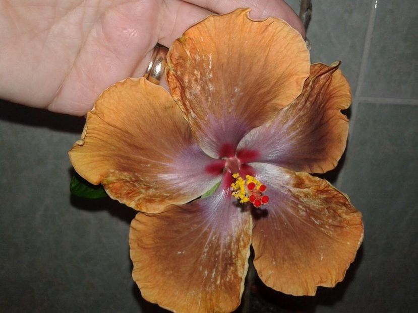  - Hibiscus Tahitian Sophistication