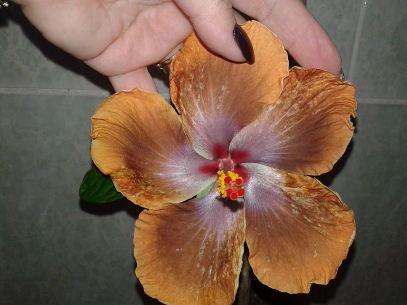  - Hibiscus Tahitian Sophistication