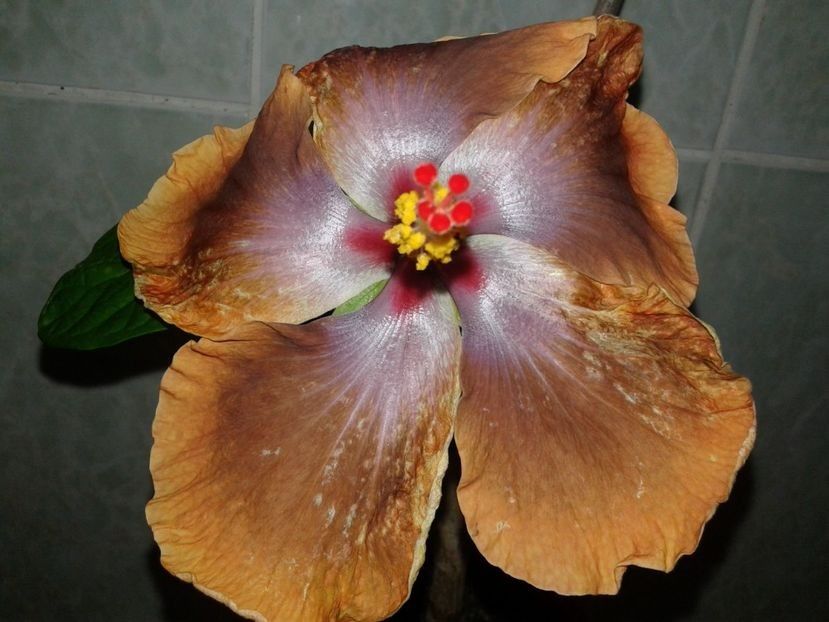  - Hibiscus Tahitian Sophistication