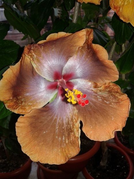  - Hibiscus Tahitian Sophistication