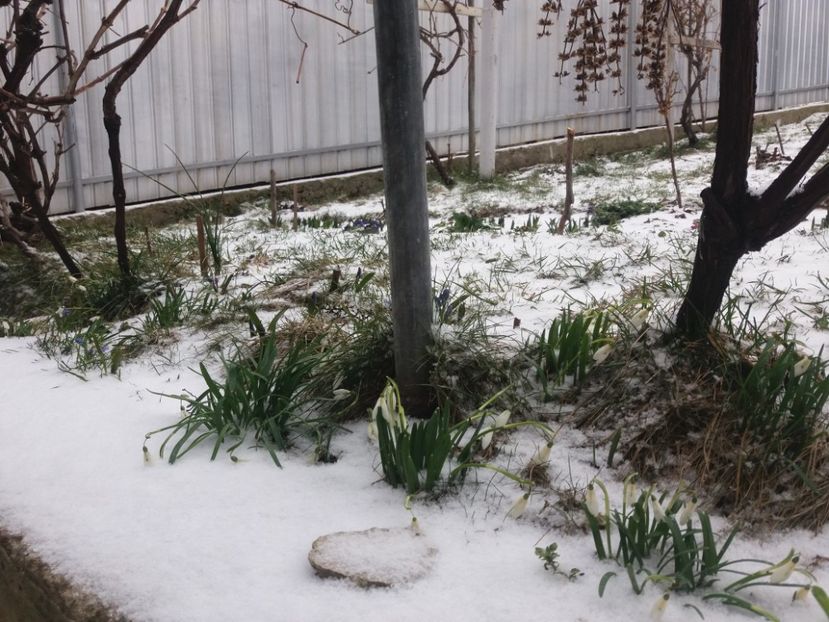  - Primavara lui 2018 in gradina mea