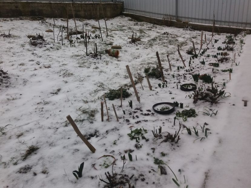  - Primavara lui 2018 in gradina mea