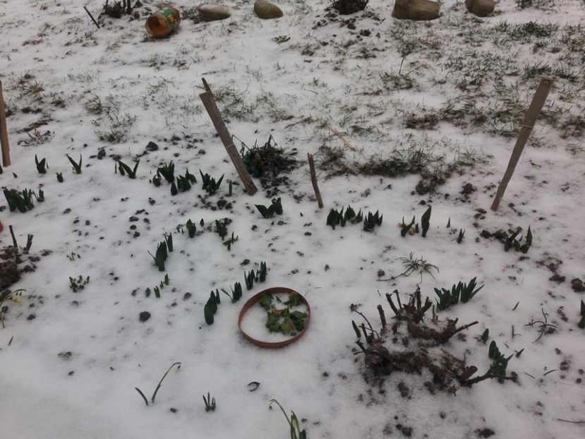  - Primavara lui 2018 in gradina mea