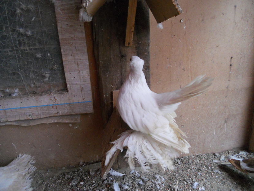  - SIBERIENI 2018 DE VANZARE