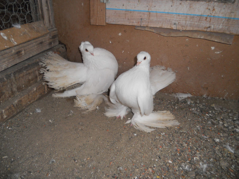  - SIBERIENI 2018 DE VANZARE