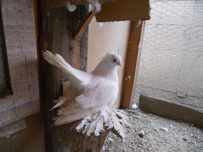  - SIBERIENI 2018 DE VANZARE