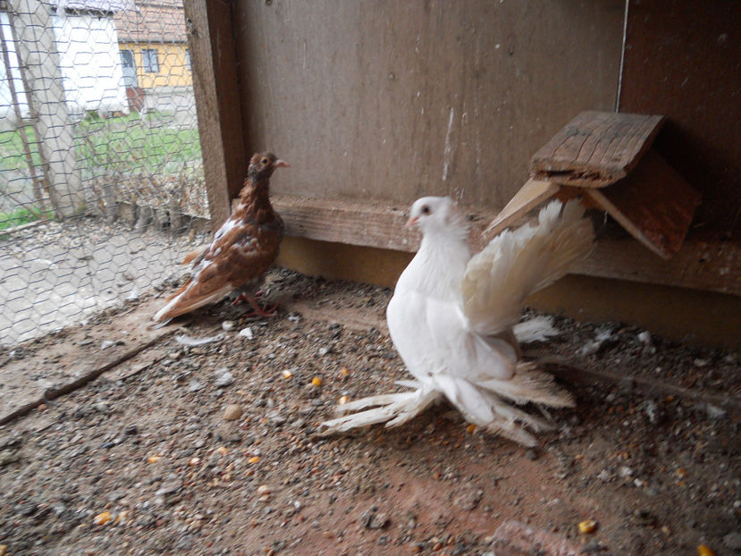  - SIBERIENI 2018 DE VANZARE