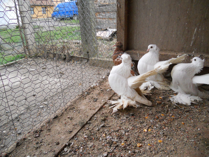  - SIBERIENI 2018 DE VANZARE