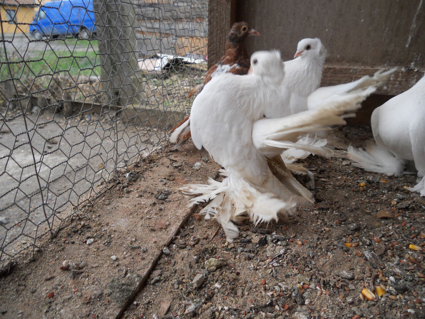  - SIBERIENI 2018 DE VANZARE