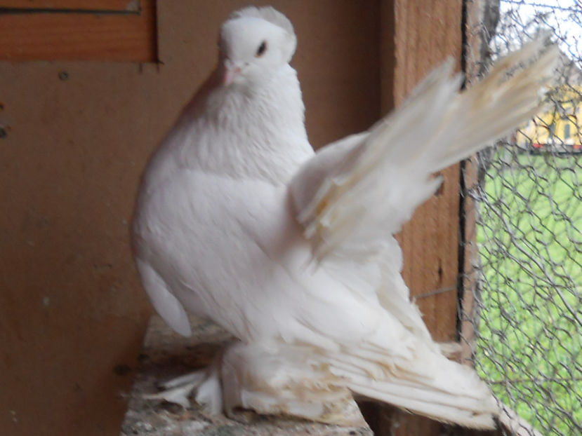 RSCN3574 - SIBERIENI 2018 DE VANZARE