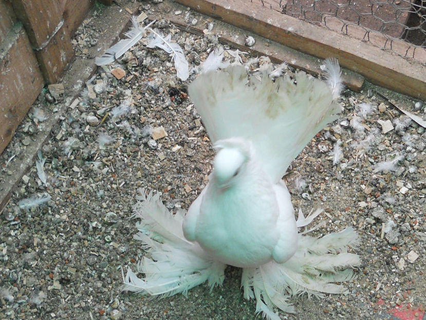 RSCN3624 - SIBERIENI 2018 DE VANZARE