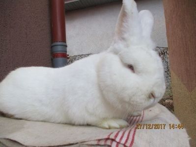 prod. proprie 2017 ! ajuns in TG. MURES !!! - X ARHIVA IEPURI CE AM AVUT