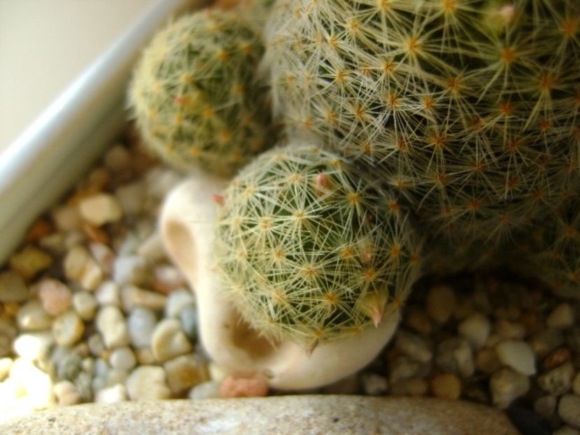 Mammillaria shiedeana ssp. giselae, boboci - Cactusi 2018