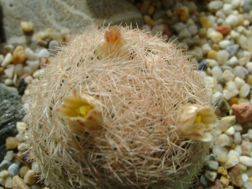 Mammillaria lasiacantha - Cactusi 2018