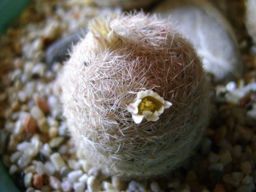 Mammillaria lasiacantha - Cactusi 2018