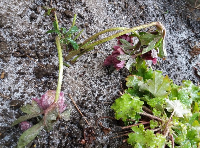 "ploii înghețate"( Freezing  rain) cum zic cei de la meteo - 2018 plantele mele