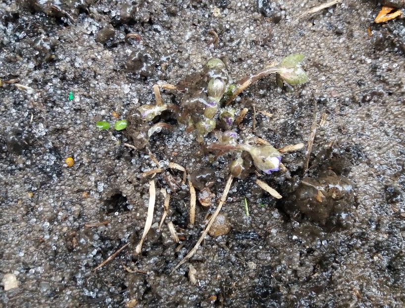 hepatica :( - 2018 plantele mele