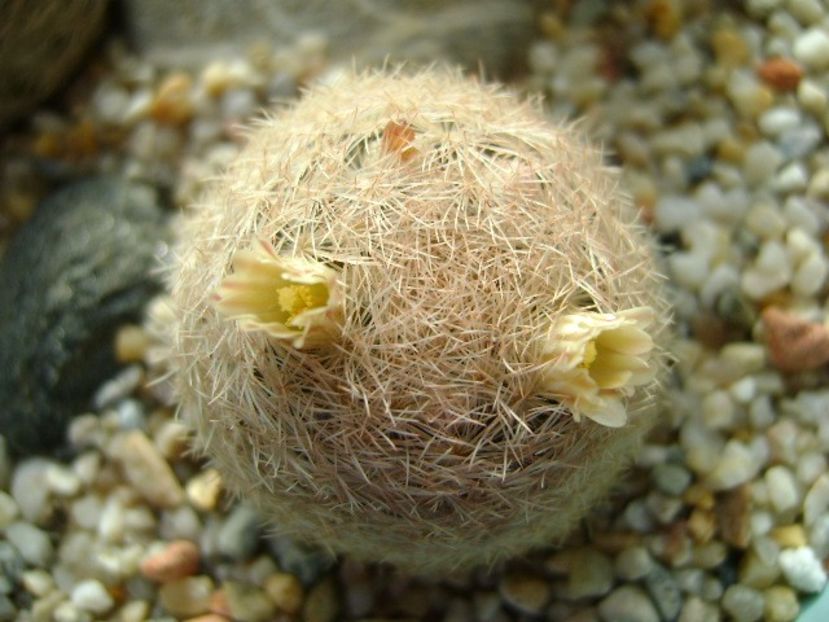 Mammillaria lasiacantha - Cactusi 2018