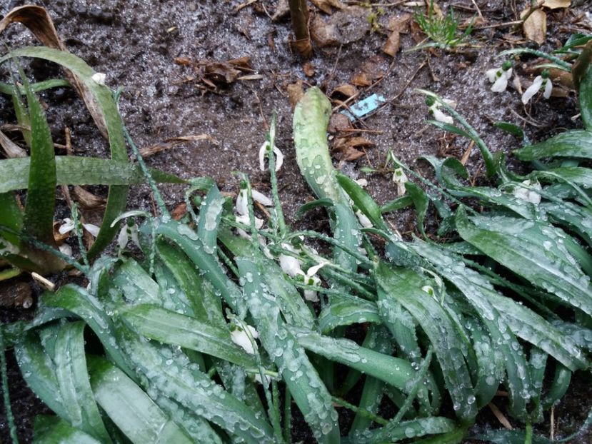 am pus mana pe un ghiocel, zici ca se sparge.. - 2018 plantele mele