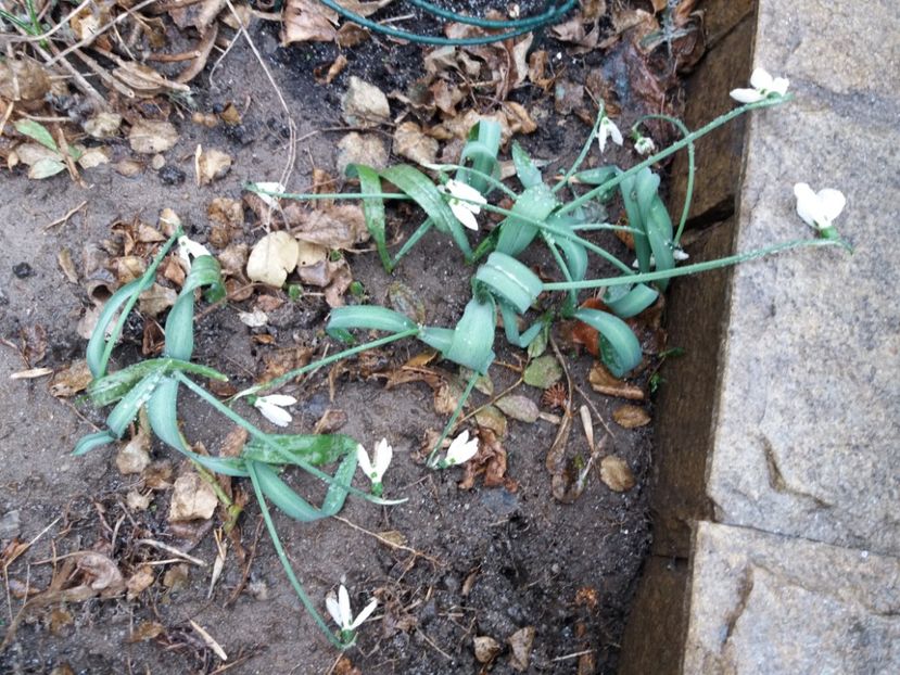 e jaleeee  :( :( - 2018 plantele mele