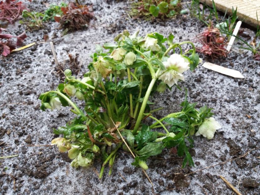 prin cate a trecut spanzu' anu' asta .. :( :( - 2018 plantele mele