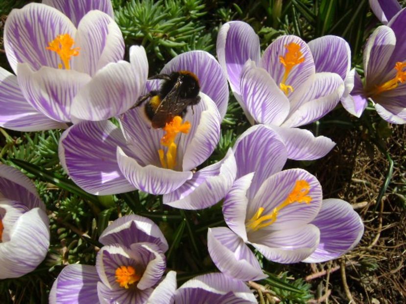 martie 2018 - Crocusi - Flori in plina iarna