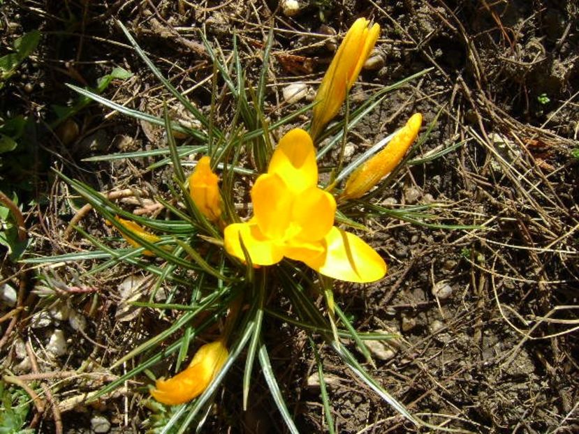 martie 2018 - Crocusi - Flori in plina iarna