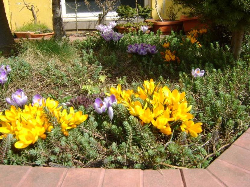 martie 2018 - Crocusi - Flori in plina iarna