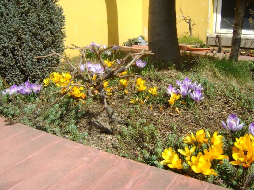 martie 2018 - Crocusi - Flori in plina iarna