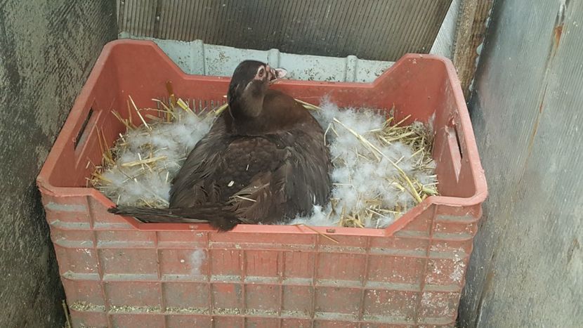 Randul ei - 0001 rate lesesti matca 2018