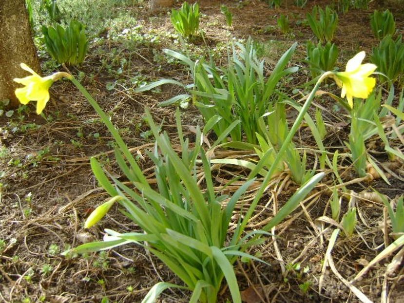 Narcise - v Iarna 2016-2017-2018