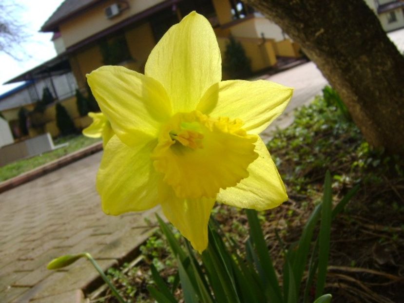 Narcise - v Iarna 2016-2017-2018