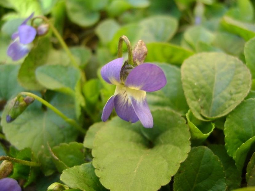 Viorele - v Iarna 2016-2017-2018