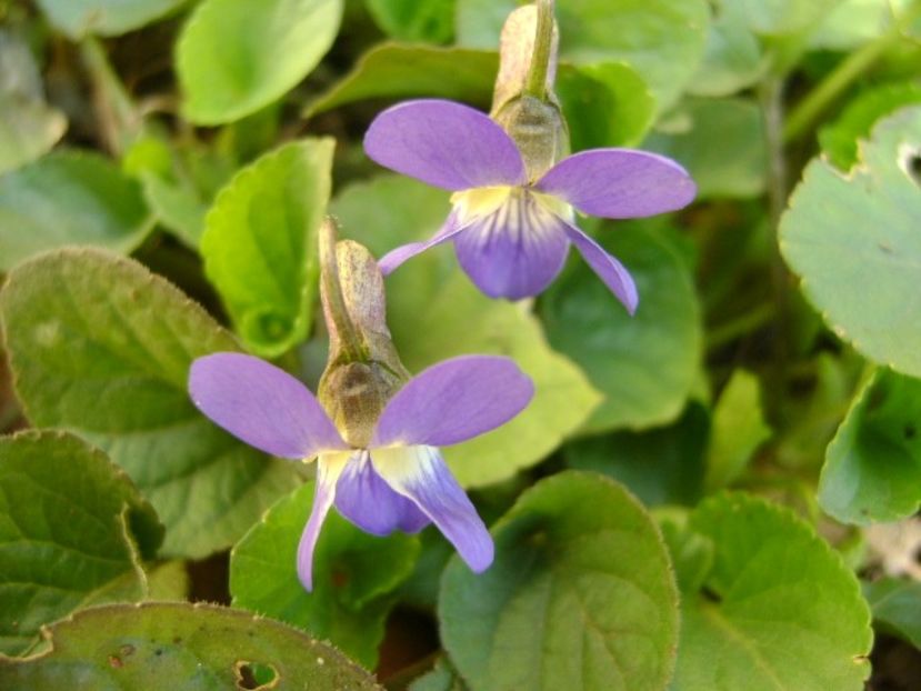 Viorele - v Iarna 2016-2017-2018