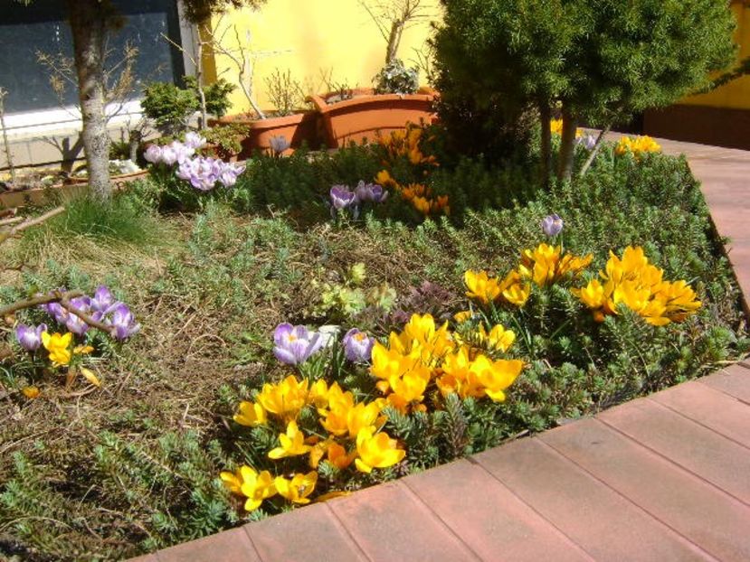 Crocusi - v Iarna 2016-2017-2018