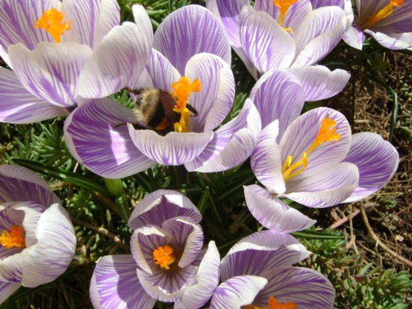 Crocusi & bondari - v Iarna 2016-2017-2018
