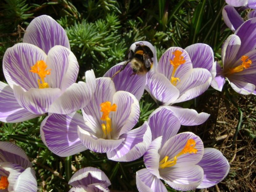 Crocusi & bondari - v Iarna 2016-2017-2018