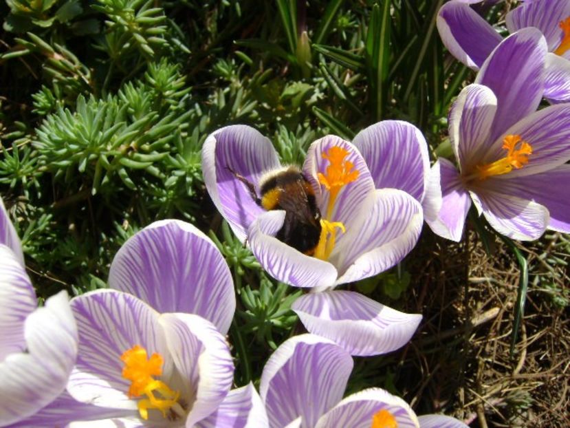 Crocusi & bondari - v Iarna 2016-2017-2018